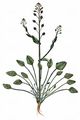 English Scurvygrass - Cochlearia anglica L.
