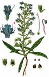 Gewöhnlicher Natternkopf - Echium vulgare L. 