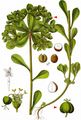Sun Spurge - Euphorbia helioscopia L.