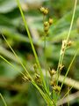 Slender Rush - Juncus tenuis Willd.