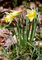 Gelbe Narzisse - Narcissus pseudonarcissus L.