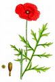 Yellow-Juiced Poppy - Papaver lecoqii Lamotte