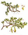 Stumpfblättrige Weide - Salix retusa L. 