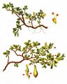 Blunt-Leaved Willow - Salix retusa L.