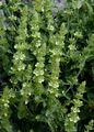 Yellow Betony - Stachys alopecuros (L.) Benth.