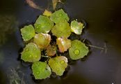 Water Chestnut - Trapa natans L. 