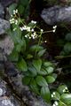 Rock Valerian - Valeriana saxatilis L.