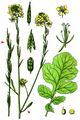 Black Mustard - Brassica nigra (L.) W. D. J. Koch