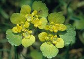 Alternate-Leaved Golden-Saxifrage - Chrysosplenium alternifolium L.