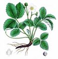 Hügel-Erbeere - Fragaria viridis Weston