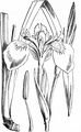 Yellow Iris - Iris pseudacorus L.