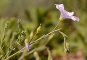 Schmalblättriger Lein - Linum tenuifolium L.