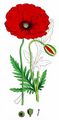 Common Poppy - Papaver rhoeas L.