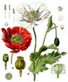 Opium Poppy - Papaver setigerum DC.