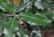 Stein-Eiche - Quercus ilex L.