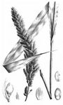 Italienische Borstenhirse - Setaria italica (L.) P. Beauv. 