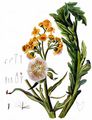 Moor-Greiskraut - Tephroseris palustris (L.) Rchb.