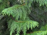 Nootka Cypress - Xanthocyparis nootkatensis (D. Don) Farjon & D. K. Harder