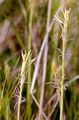 Weiße Segge - Carex alba Scop.