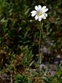 Starwort Mouse-Ear - Cerastium cerastoides (L.) Britton