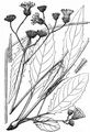 Common Hawkweed - Hieracium levicaule Jord.