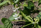 French Bean - Phaseolus vulgaris L.