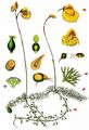 Intermediate Bladderwort - Utricularia intermedia Hayne