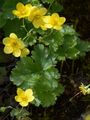 Teppich-Golderdbeere - Waldsteinia ternata (Stephan) Fritsch