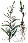 Strand-Melde - Atriplex littoralis L. 