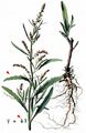 Grass-Leaved Orache - Atriplex littoralis L.
