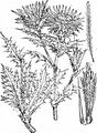 Golddistel - Carlina vulgaris L.