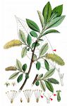 Lorbeer-Weide - Salix pentandra L. 