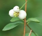 Gewöhnliche Schneebeere - Symphoricarpos albus (L.) S. F. Blake