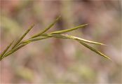 Tor-Grass - Brachypodium rupestre (Host) Roem. & Schult.