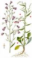 Rampion Bellflower - Campanula rapunculus L.