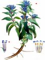 Cross Gentian - Gentiana cruciata L.