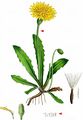 Rough Hawkbit - Leontodon hispidus L.