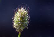 Alpine Cat's-Tail - Phleum alpinum L.