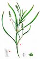 Grass-Wrack Pondweed - Potamogeton compressus L.