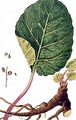 Rhubarb - Rheum rhabarbarum L.