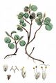 Dwarf Willow - Salix herbacea L.