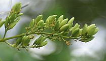 Gewöhnlicher Flieder - Syringa vulgaris L.