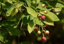 Kupfer-Felsenbirne - Amelanchier lamarckii F. G. Schroed. 