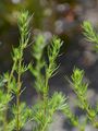 Besen-Beifuß - Artemisia scoparia Waldst. & Kit.