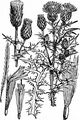 Creeping Thistle - Cirsium arvense (L.) Scop.