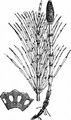 Great Horsetail - Equisetum telmateia Ehrh.