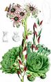 House-Leek - Sempervivum tectorum L.