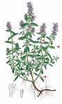 Arznei-Thymian - Thymus pulegioides L. 