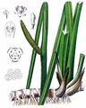 Sweet-Flag - Acorus calamus L.