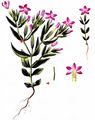 Lesser Centaury - Centaurium pulchellum (Sw.) Druce